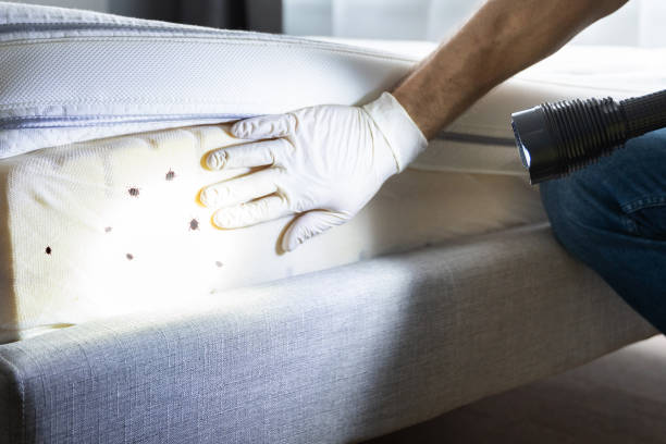 Best Local Pest Control Services  in Enosburg Falls, VT