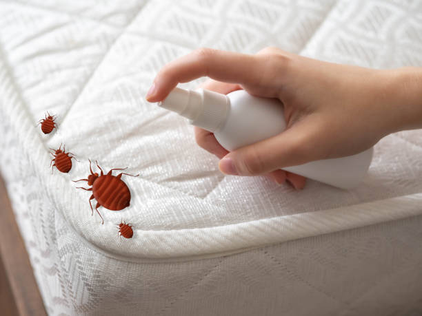 Best Wasp Removal Services  in Enosburg Falls, VT