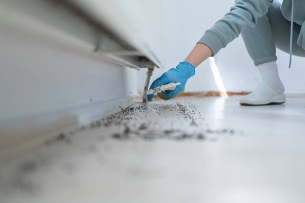 Trusted Enosburg Falls, VT Pest Control Experts